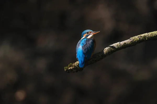 Kingfisher empoleirado no ramo — Fotografia de Stock