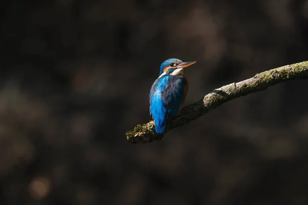 Martin pêcheur perché sur la branche — Photo