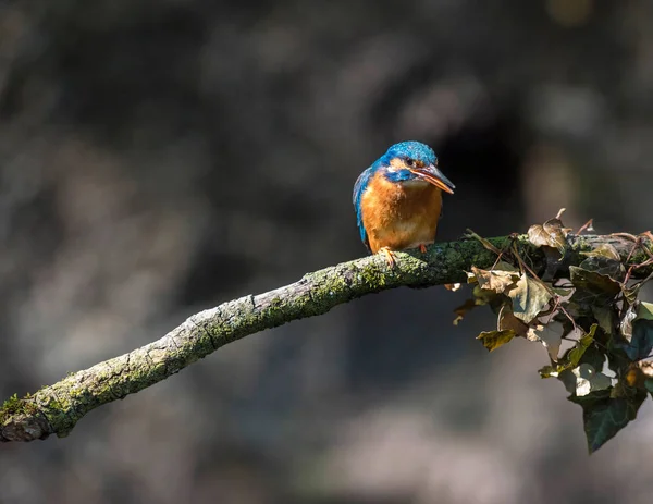 Dalı üzerinde renkli arası kingfisher — Stok fotoğraf