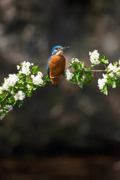 Kingfisher encaramado en la rama — Foto de Stock