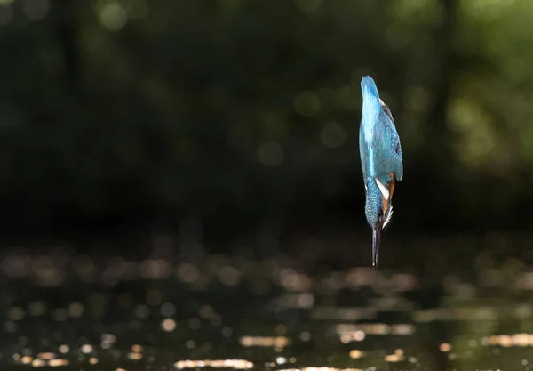 Kingfisher diving into water — Stock Photo, Image
