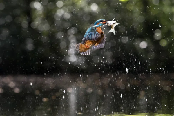 Kingfisher με ψάρια στο ράμφος — Φωτογραφία Αρχείου