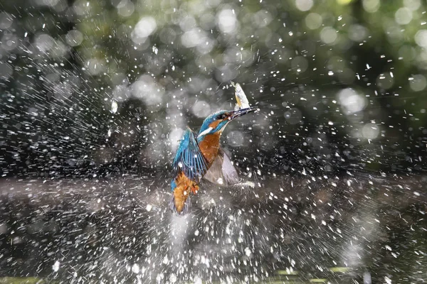 Kingfisher with fish in beak — Stock Photo, Image