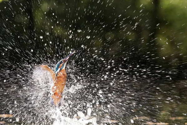 Kingfisher létající z vody — Stock fotografie