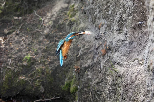 Kingfisher com peixes no bico — Fotografia de Stock