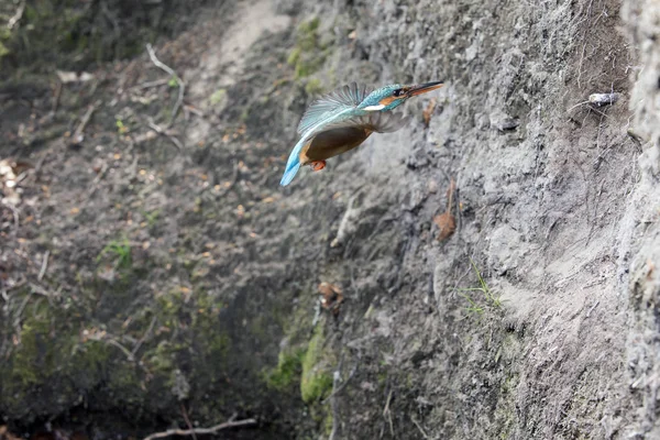 Ninho voador do kingfisher — Fotografia de Stock