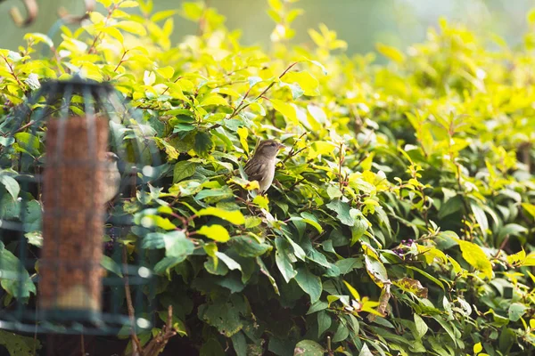 Vrabec na větvičku — Stock fotografie