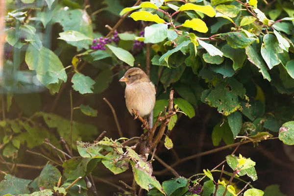 Σπίτι sparrow σκαρφαλωμένο πάνω σε κλαδί — Φωτογραφία Αρχείου