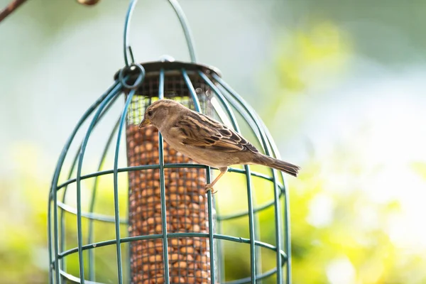 Σπίτι sparrow σκαρφαλωμένο σε τροφοδότη — Φωτογραφία Αρχείου