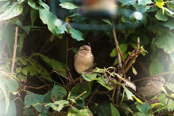 Moineau domestique perché sur brindille — Photo