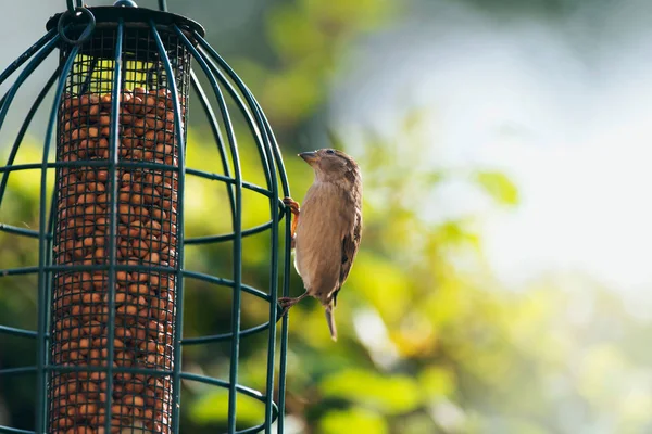 House sparrow perched on feeder — Stock Photo, Image