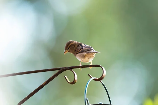 Σπίτι sparrow σε μεταλλικό στήριγμα — Φωτογραφία Αρχείου