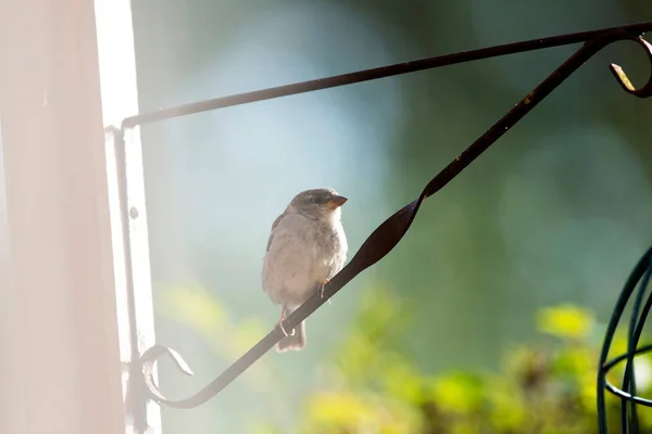 House sparrow on metal bracket — Stock Photo, Image