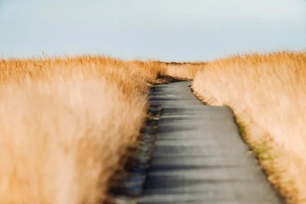 黄色の草の間の道路 — ストック写真