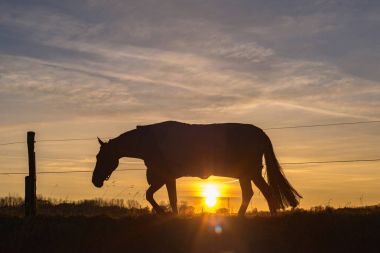 Çayır üzerinde yürüyen at
