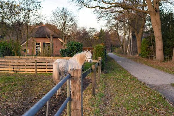 Любопытный белый пони стоит рядом с забором . — стоковое фото