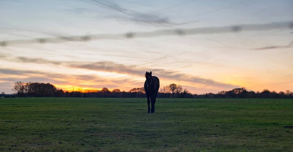 Silhueta de cavalo em pé no prado — Fotografia de Stock