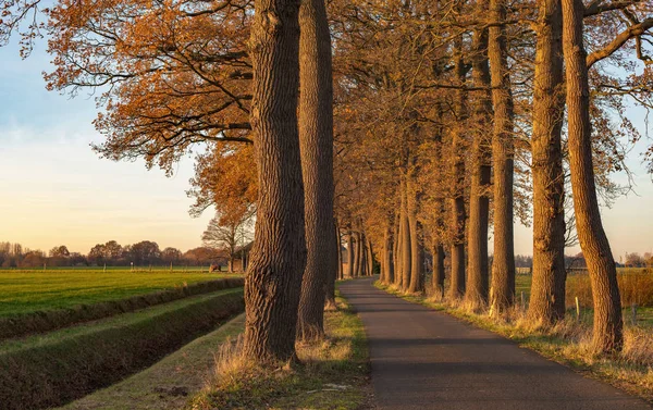 Kırsal yol boyunca sonbahar ağaçlar — Stok fotoğraf
