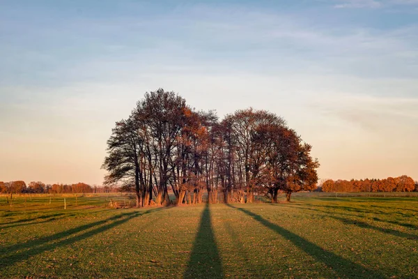 Sonbahar çayır ağaçlarda grup — Stok fotoğraf