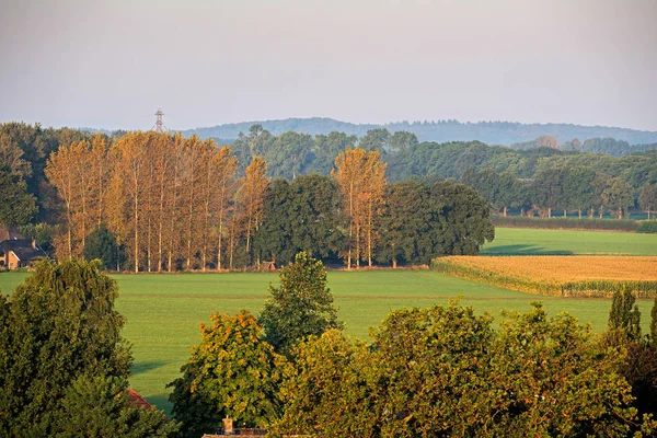 Row of trees in rural summer landscape — Stock Photo, Image