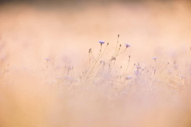 yabani mavi çiçekler 