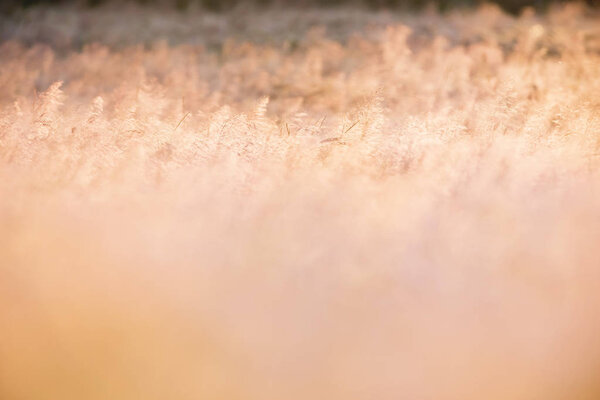 Tall yellow grass field 