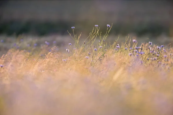 Flores azuis selvagens no campo — Fotografia de Stock