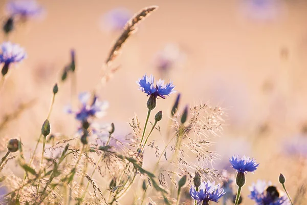 Flores azuis no campo — Fotografia de Stock