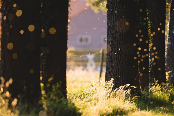 Tree trunks with flies — Stock Photo, Image