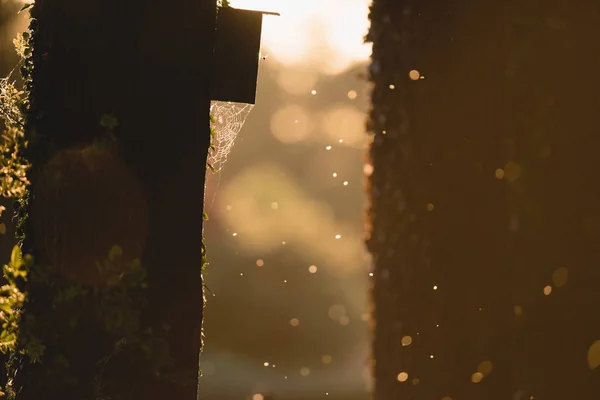 Birdhouse with spiderweb on tree — Stock Photo, Image