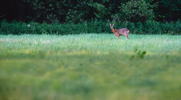 Alert roe deer — Stock Photo, Image