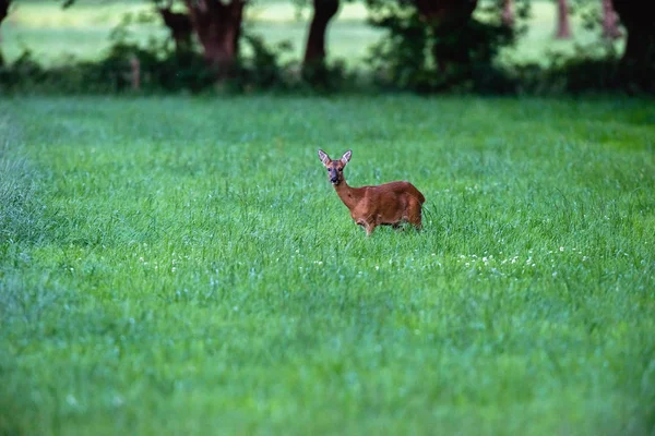 Chevreuil sur prairie verte — Photo