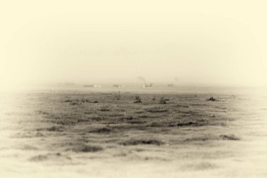 Hollandalı inek sabah sis otlatma