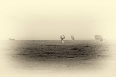 Çayırda otlayan inekler