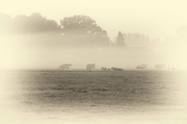 sığır ile kırsal manzara