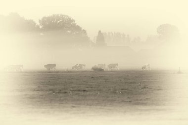 sığır ile kırsal manzara