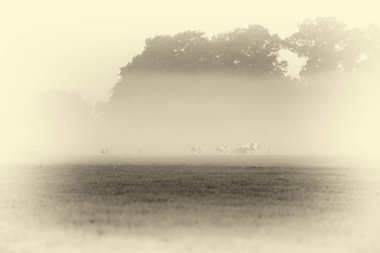 Çayırda otlayan inekler