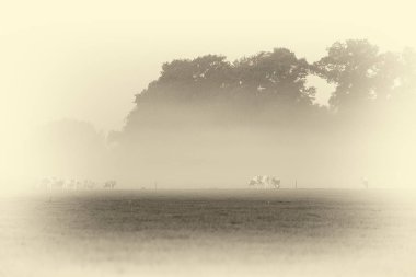 Çayırda otlayan inekler