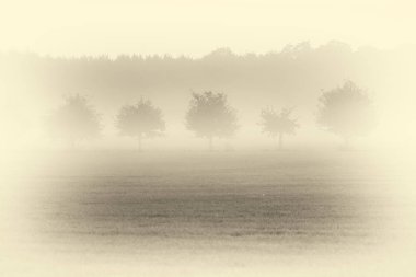 Sabah sisli ağaçlar