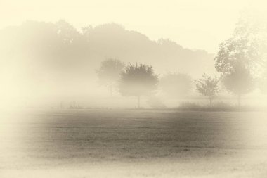 Sabah sisli ağaçlar