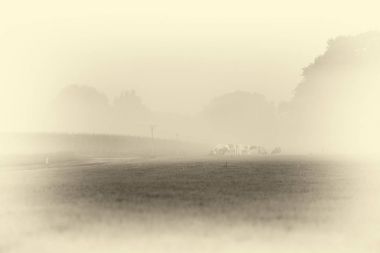 Çayırda otlayan inekler