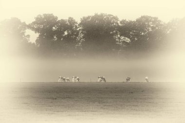 Çayırda otlayan inekler