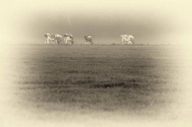 Çayırda otlayan inekler