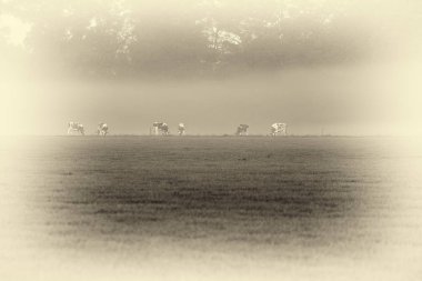 Çayırda otlayan inekler