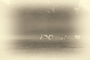 Çayırda otlayan inekler