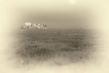 Çayırda otlayan inekler