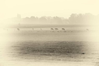 Çayırda otlayan inekler  