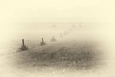 İnekler çayırlarda otluyor.