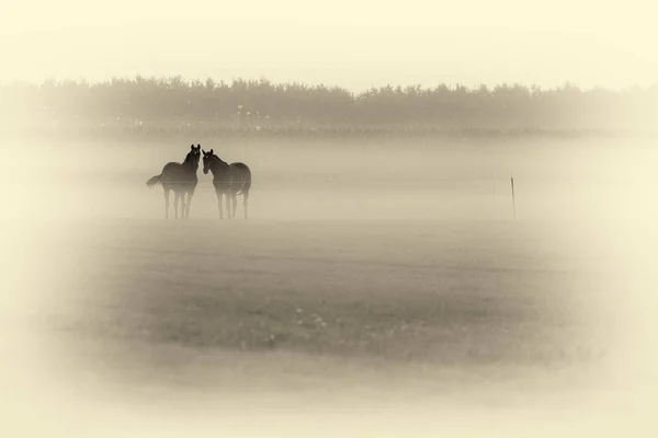 Koně v louce — Stock fotografie