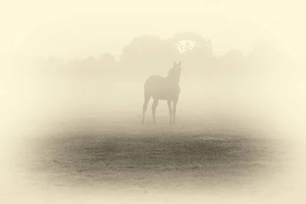 马在雾场的剪影 — 图库照片